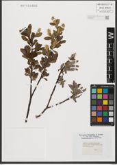 Foto von Salix waldsteiniana Willd.